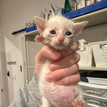 Domestic Short Hair Cats Available for Adoption in San Antonio, Texas - Niko | PetCurious