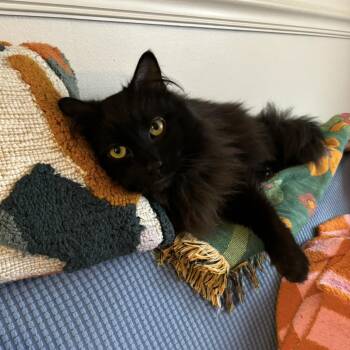 Inigo (Community Assist) -  Domestic Long Hair Cat for Adoption in Marion, North Carolina - Inigo (Community Assist) | PetCurious