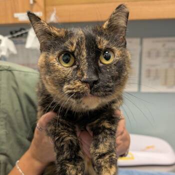 Maizie -  Domestic Short Hair Cat for Adoption in New Castle, Delaware - Maizie | PetCurious