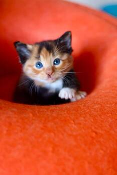 Cheesecake -  Domestic Short Hair Cat for Adoption in Duluth, Minnesota - Cheesecake | PetCurious