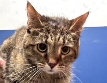 Nova -  Domestic Short Hair Cat for Adoption in Columbus, Indiana - Nova | PetCurious