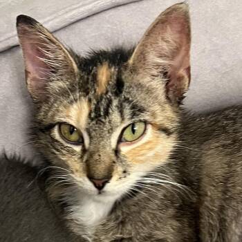 Meadow -  Domestic Medium Hair Cat for Adoption in Liverpool, Texas - Meadow | PetCurious
