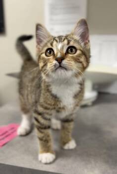 Peter Parker -  Domestic Short Hair Cat for Adoption in Bemidji, Minnesota - Peter Parker | PetCurious