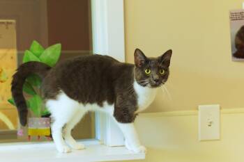 Lilac -  Domestic Short Hair Cat for Adoption in Urbana, Ohio - Lilac | PetCurious
