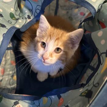 Cosmo -  Domestic Short Hair Cat for Adoption in Marion, Illinois - Cosmo | PetCurious