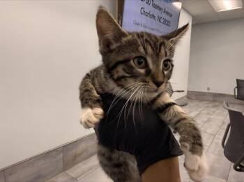 Domestic Short Hair Cats Available for Adoption in Charlotte, North Carolina - CUMIN | PetCurious
