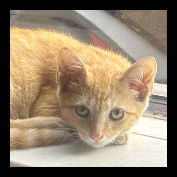 Sunny 8421 -  Tabby and Domestic Short Hair Cat for Adoption in Locust Grove, Virginia - Sunny 8421 | PetCurious