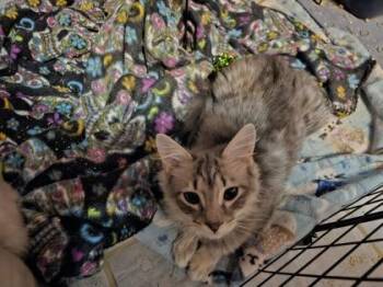 Domestic Long Hair Cats Available for Adoption in Baltimore, Maryland - Thora (Viking Sisters Litter) | PetCurious