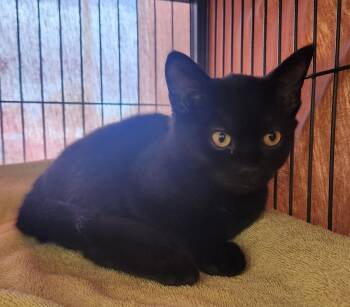 Mako -  Domestic Short Hair Cat for Adoption in Clayton, New Jersey - Mako | PetCurious