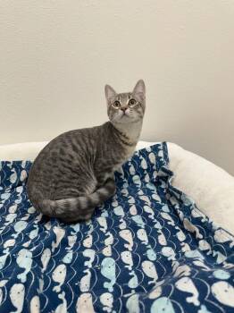 Papaya - @Petsmart Walker Rd -  Tabby Cat for Adoption in Newberg, Oregon - Papaya - @Petsmart Walker Rd | PetCurious