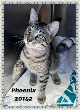 PHOENIX -  Domestic Short Hair and Tabby Cat for Adoption in Marietta, Georgia - PHOENIX | PetCurious