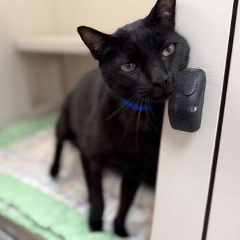 Jeremy -  Domestic Short Hair Cat for Adoption in Sarasota, Florida - Jeremy | PetCurious