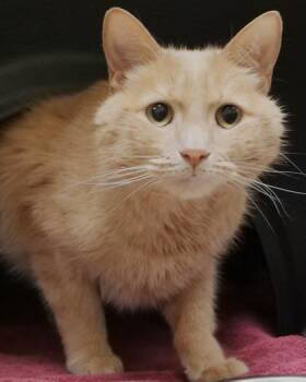 Dwight (at Smitten Kitten) -  Domestic Short Hair Cat for Adoption in Fishers, Indiana - Dwight (at Smitten Kitten) | PetCurious