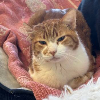 Rescue Domestic Short Hair Cats for Adoption in Mt. Juliet, Tennessee - Fergus | PetCurious