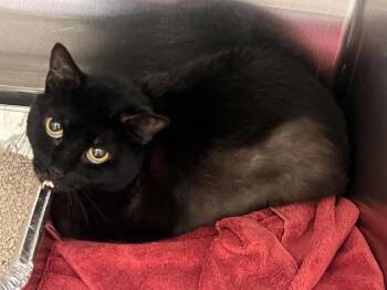 DROWZEE -  Domestic Short Hair Cat for Adoption in Tustin, California - DROWZEE | PetCurious