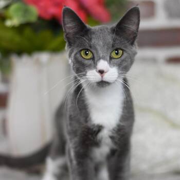 Rescue Domestic Short Hair Cats for Adoption in Conroe, Texas - Miso (Sweet And Savory Duo) | PetCurious
