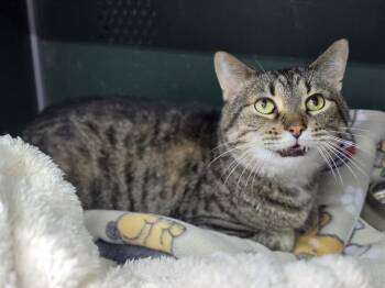 Domestic Short Hair Cats Available for Adoption in Mishawaka, Indiana - Archer | PetCurious