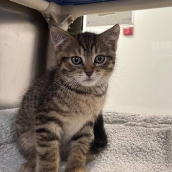 Gas Leak -  Domestic Short Hair Cat for Adoption in York, Pennsylvania - Gas Leak | PetCurious