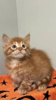 Toffee -  Domestic Medium Hair and Domestic Short Hair Cat for Adoption in Picayune, Mississippi - Toffee | PetCurious