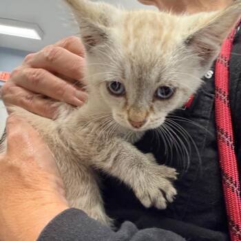 Domestic Medium Hair Cats Available for Adoption in Milton, Florida - Fisher | PetCurious
