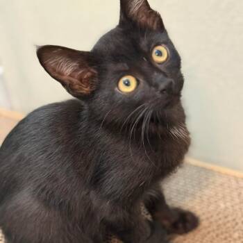 Rescue Domestic Long Hair Cats for Adoption in Garfield, Arkansas - Garlic | PetCurious