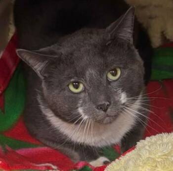 Domestic Short Hair Cats Available for Adoption - Jack May | PetCurious