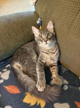 Tommy -  Maine Coon Cat for Adoption in Mobile, Alabama - Tommy | PetCurious