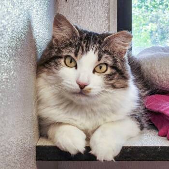Domestic Medium Hair Cats Available for Adoption in Stamford, Connecticut - Rabbit | PetCurious