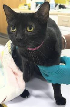 Domestic Short Hair Cats Available for Adoption - LIA | PetCurious