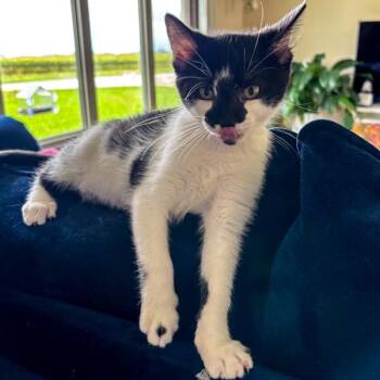 Mitch -  Domestic Short Hair Cat for Adoption in Des Moines, Iowa - Mitch | PetCurious