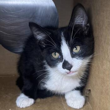 Lucky -  Domestic Short Hair Cat for Adoption in Palm Springs, California - Lucky | PetCurious