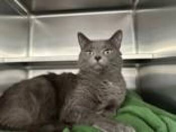 Finch -  Domestic Short Hair Cat Available for Adoption in Manitowoc, Wisconsin - Finch | PetCurious