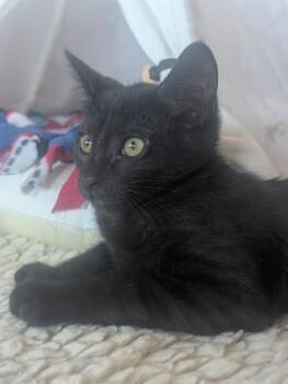 Salsa -  Domestic Short Hair Cat for Adoption in Novato, California - Salsa | PetCurious