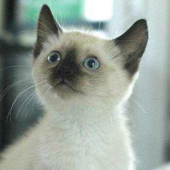 Klaus -  Domestic Short Hair Cat for Adoption in Chapel Hill, North Carolina - Klaus | PetCurious
