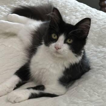 Dolly - North Conroe Petsmart -  Domestic Medium Hair Cat for Adoption in Spring, Texas - Dolly - North Conroe Petsmart | PetCurious