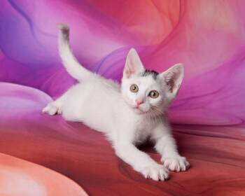 Domestic Short Hair Cats Available for Adoption in Chandler, Arizona - Snowdrop Savant | PetCurious