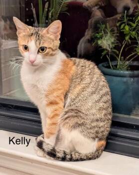 Kelly -  Domestic Short Hair Cat for Adoption in The Woodlands, Texas - Kelly | PetCurious
