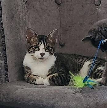 Jasmine, Willow Grove Area, (FCID 06/09/2026-110) -  Domestic Short Hair Cat for Adoption in Greenville, Delaware - Jasmine, Willow Grove Area, (FCID 06/09/2026-110) | PetCurious