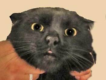 Rescue Domestic Short Hair Cats for Adoption in Wildomar, California - Chrome/panther | PetCurious