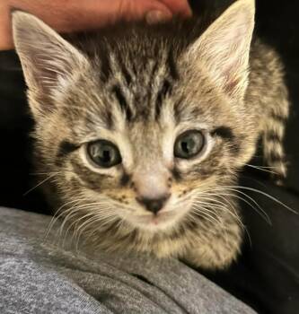 Domestic Short Hair Cats Available for Adoption in Reynoldsburg, Ohio - Jeremy | PetCurious