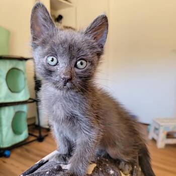 Kelp -  Domestic Short Hair Cat for Adoption in Kanab, Utah - Kelp | PetCurious