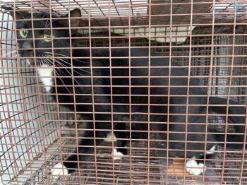 A662182 -  Domestic Short Hair Cat for Adoption in Houston, Texas - A662182 | PetCurious