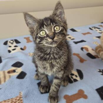 Rumble -  Tabby Cat for Adoption in Marshfield, Wisconsin - Rumble | PetCurious