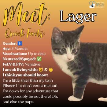 Lager -  Domestic Short Hair Cat for Adoption in Fulton, New York - Lager | PetCurious