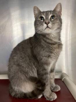 Domestic Short Hair Cats Available for Adoption - Dove | PetCurious