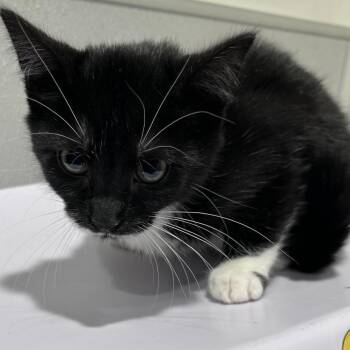 Suri -  Domestic Short Hair Cat for Adoption in Tampa, Florida - Suri | PetCurious
