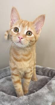 Domestic Short Hair Cats Available for Adoption in Elkins, West Virginia - Harley (Offsite At Fancy Paws) | PetCurious