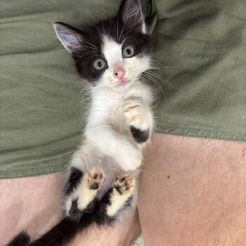 Jace (Rory Kit 2) -  Domestic Medium Hair Cat for Adoption in Cumming, Georgia - Jace (Rory Kit 2) | PetCurious