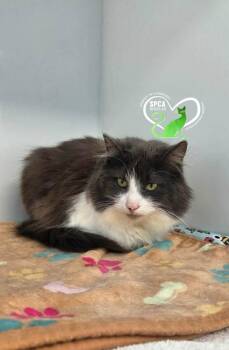 Aya -  Domestic Medium Hair Cat for Adoption in Delson, Quebec - Aya | PetCurious