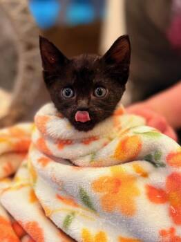 Domestic Short Hair Cats Available for Adoption in The Woodlands, Texas - Velvet | PetCurious